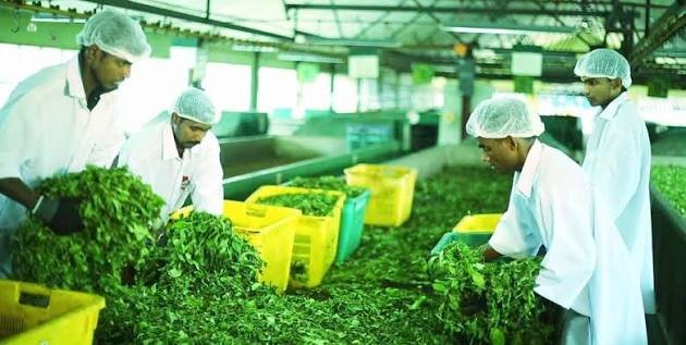 Tea Factory